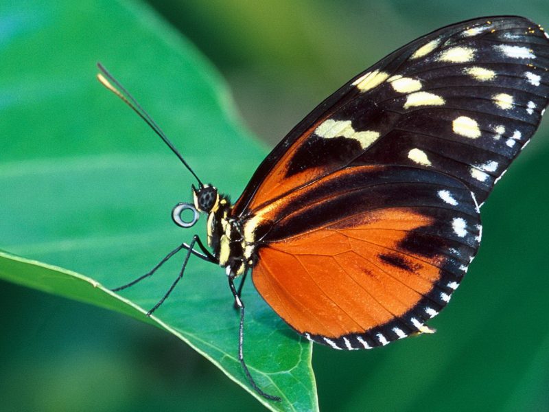 Природа, Насекомые, Бабочки